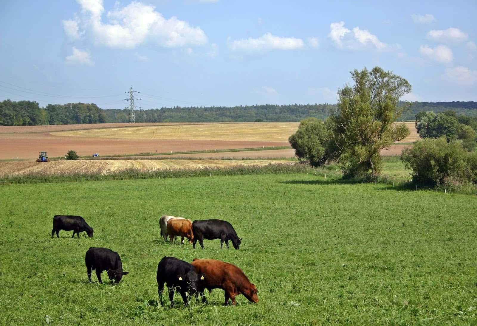 牛群在田野里吃草